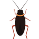 Doctor-cockroach-บริการกำจัดแมลงสาบ-อันดับหนึ่ง