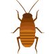บริการ-กำจัดแมลงสาบ-ด้วยน้ำยาสมุนไพร-doctor-cockroach-herbal-control-in-Thailand-number1-aus-cockroach
